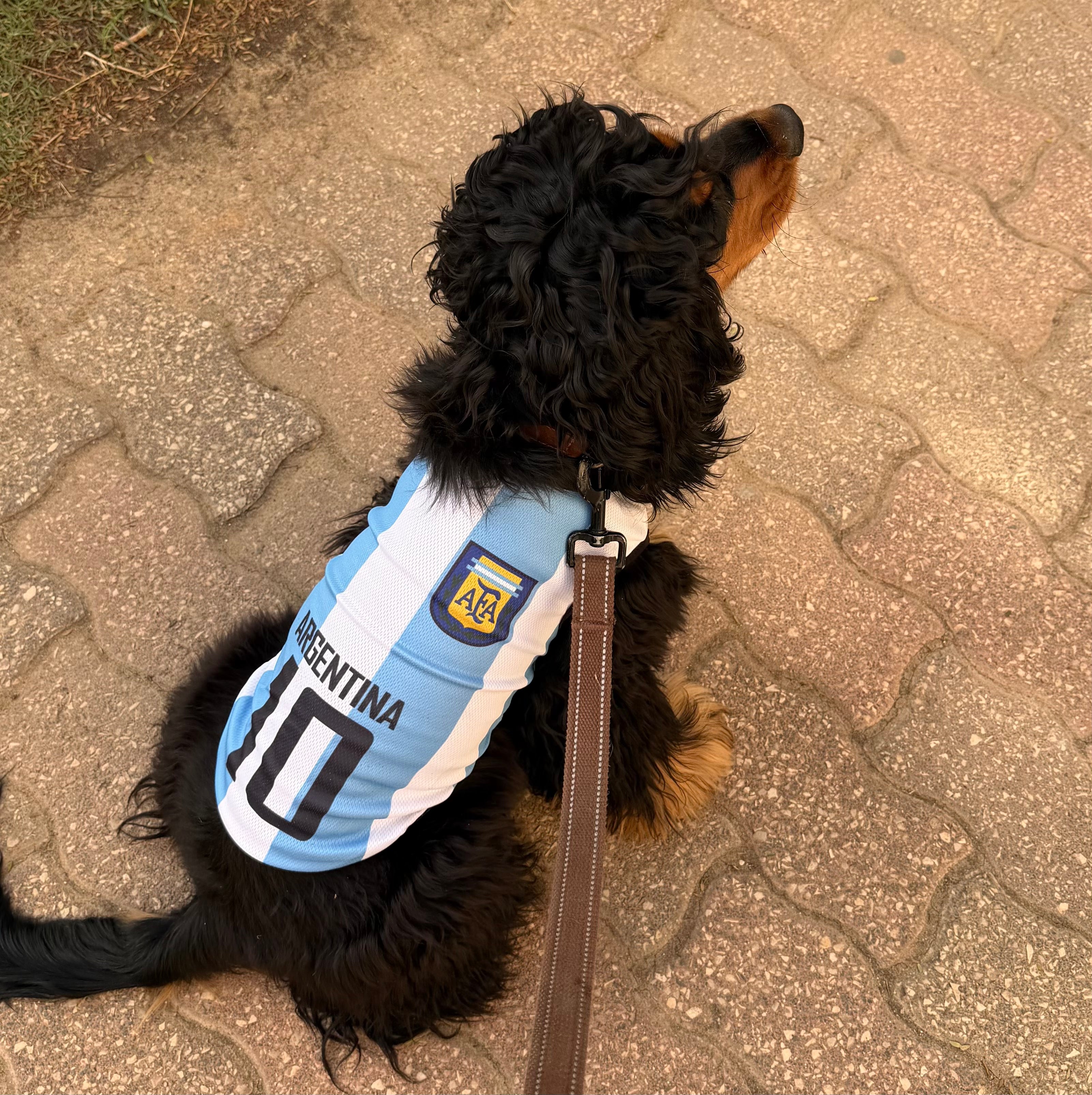 Camiseta de fútbol argentina para perros – Ligera y transpirable