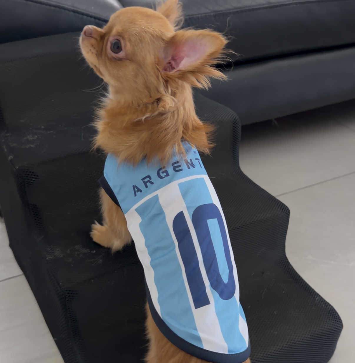 Camiseta de fútbol argentina para perros – Ligera y transpirable