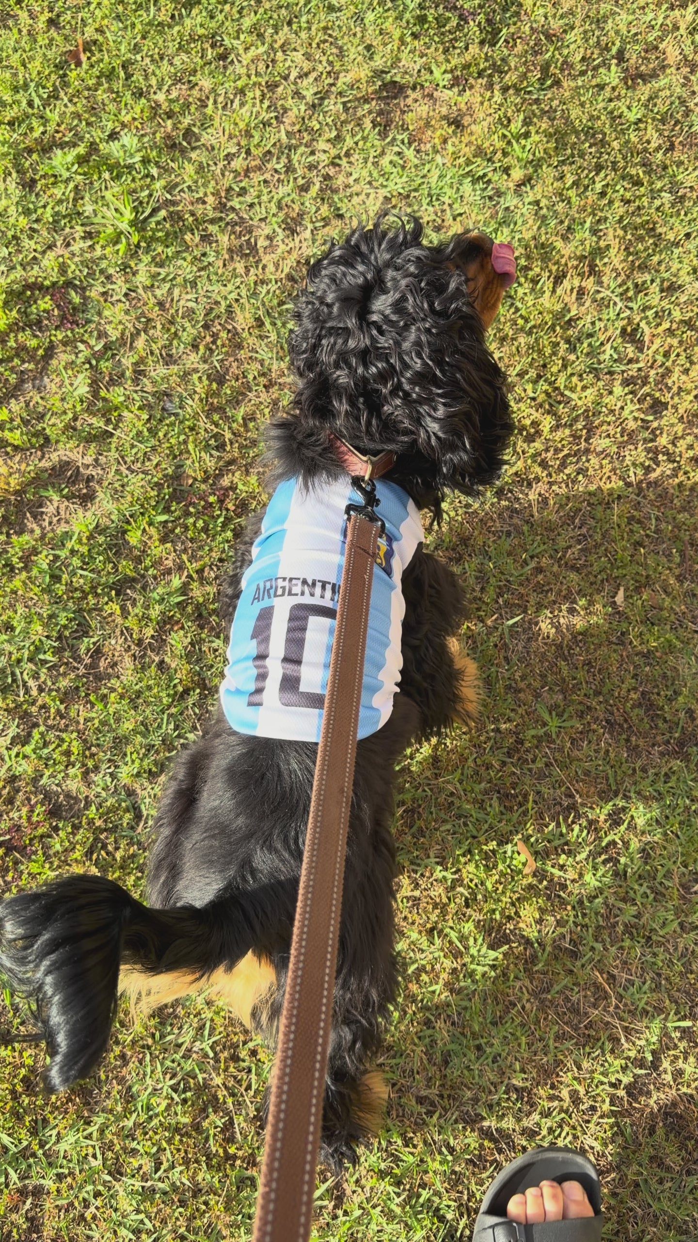 Camiseta de fútbol argentina para perros – Ligera y transpirable